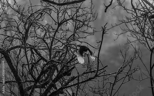 Blackbird exiting a hawthorn hedge. Monochrome backlit abstract