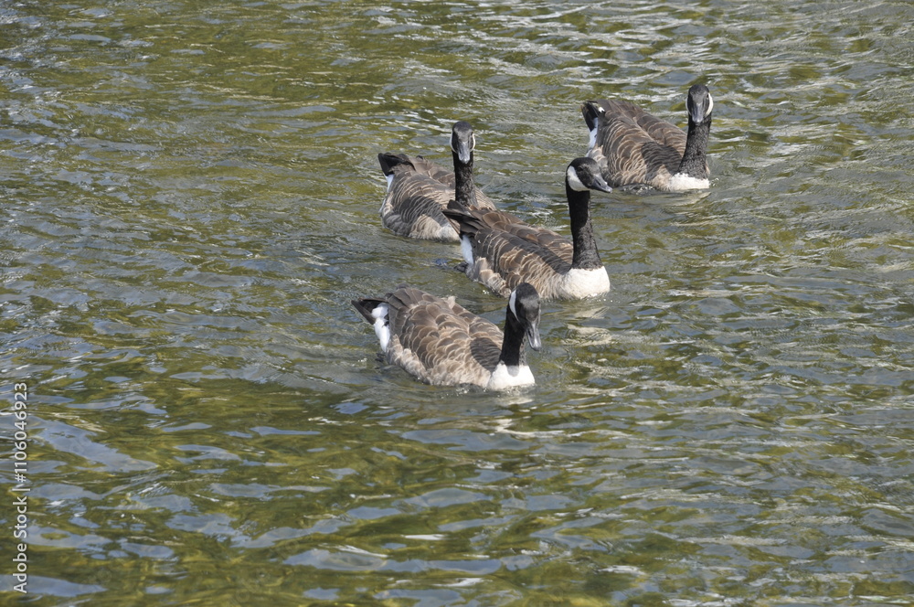 Canada geese in Moret sur Loing Canada geese in Moret sur Loing