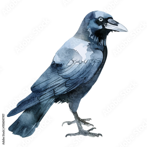 A watercolor of Jackdaw, isolated on a white background. Jackdaw vector.