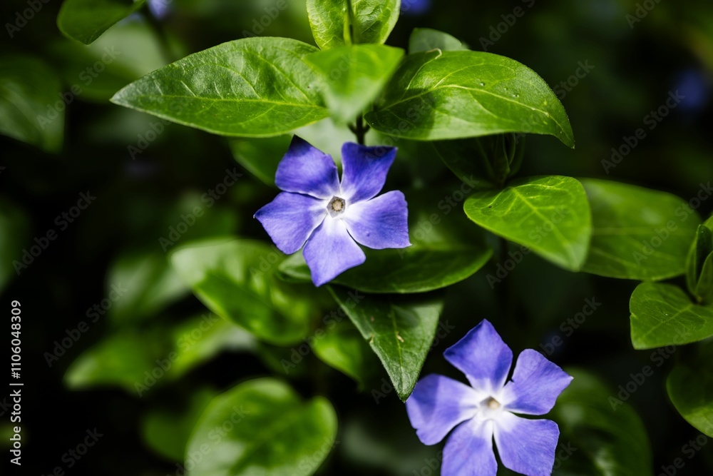 Fototapeta premium Vibrant Purple Periwinkle Flowers