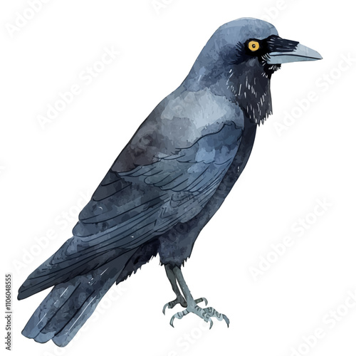 A watercolor painting of Jackdaw, isolated on a white background. Jackdaw vector.