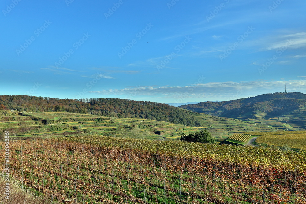 Fototapeta premium Weinberge bei Vogtsburg im Herbst