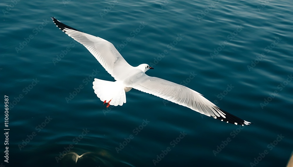 Alluring ocean view with soaring seagulls against the sky. Alluring ocean view with soaring seagulls against the sky.
