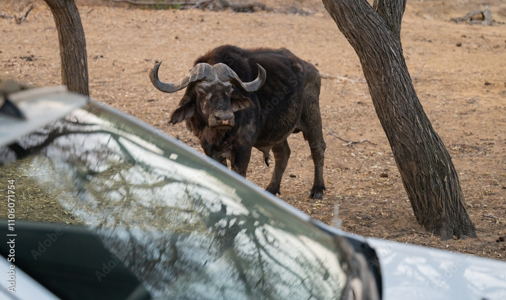 Afrikanische Tiere Kaffernbüffel oder auch Afrikanischer Büffel Steppenbüffel genannt, im Busch vom Krüger National Park - Kruger Nationalpark Südafrika