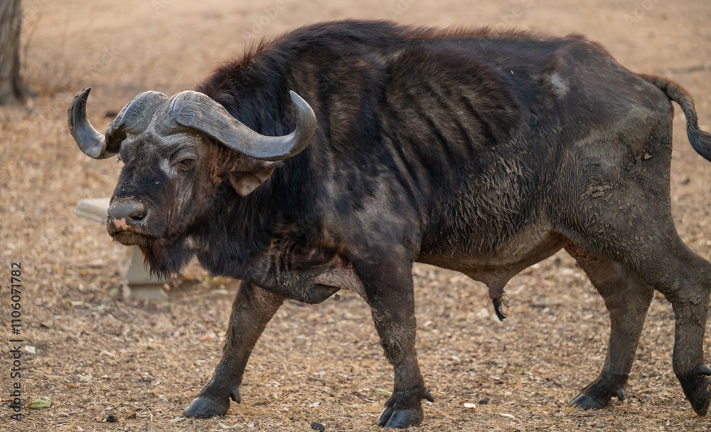 Afrikanische Tiere Kaffernbüffel oder auch Afrikanischer Büffel Steppenbüffel genannt, im Busch vom Krüger National Park - Kruger Nationalpark Südafrika