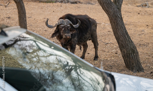 Obraz na płótnie Afrikanische Tiere Kaffernbüffel oder auch Afrikanischer Büffel Steppenbüffel genannt, im Busch vom Krüger National Park - Kruger Nationalpark Südafrika w salonie