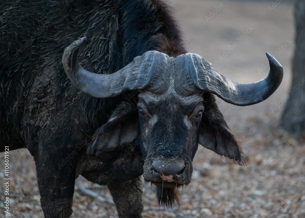 Naklejka premium Afrikanische Tiere Kaffernbüffel oder auch Afrikanischer Büffel Steppenbüffel genannt, im Busch vom Krüger National Park - Kruger Nationalpark Südafrika