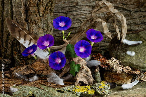 exquisite, original still life, phyto design, flower arrangement, ikebana, Ipomeia flowers, bird feathers, gray stone with moss, lichen, tree bark. photo