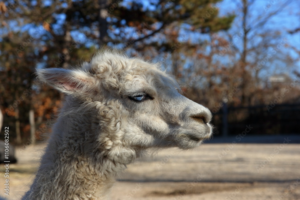 Obraz premium Humorous close-up.