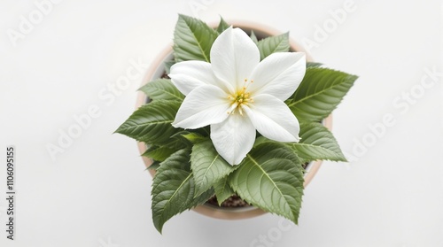 Close up of white flower potted plant with green leaves on a white background, white background, white