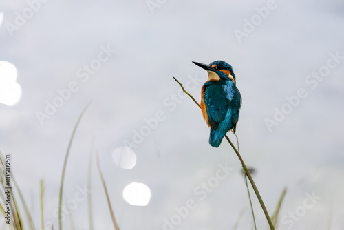 Fotografie Un martin pescatore europeo (Alcedo atthis) appollaiato su un ramo si guarda intorno con circospezione