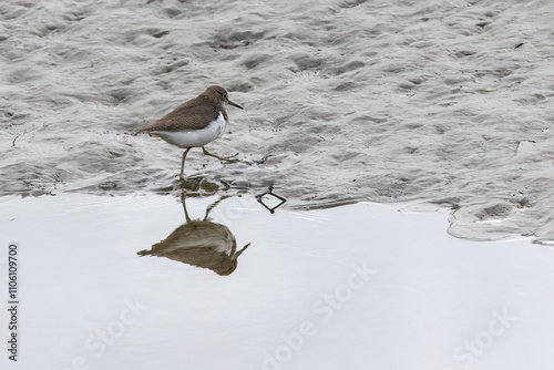 Il Piro piro piccolo (Actitis hypoleucos) esplora un banco di sabbia che emerge dal fiume alla ricerca di molluschi da mangiare. photo