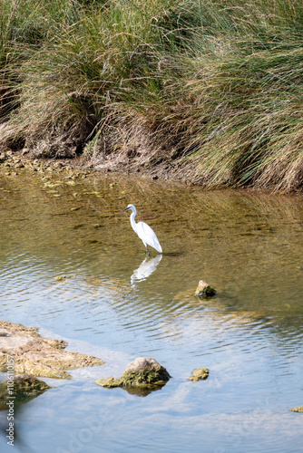 White heron standing in clear shallow water with reflection photo