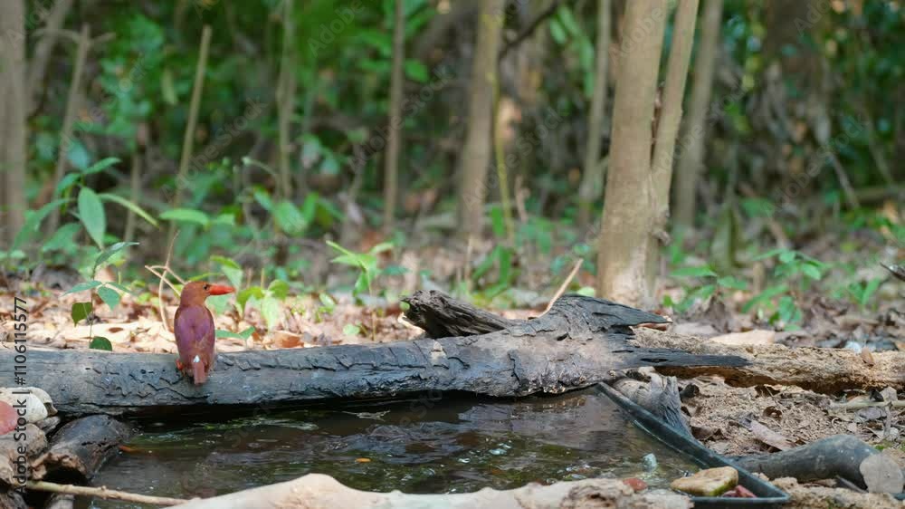 ruddy kingfisher in pond birdwatching in the forest
ruddy kingfisher in pond birdwatching in the forest