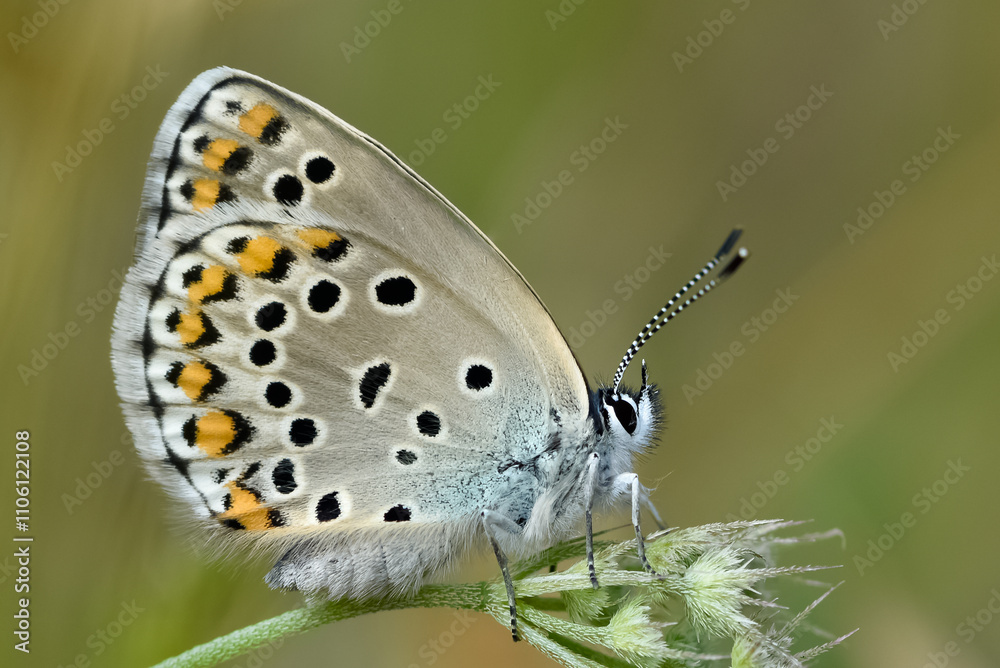butterflies in wildlife and what we see through the lens butterflies in wildlife and what we see through the lens