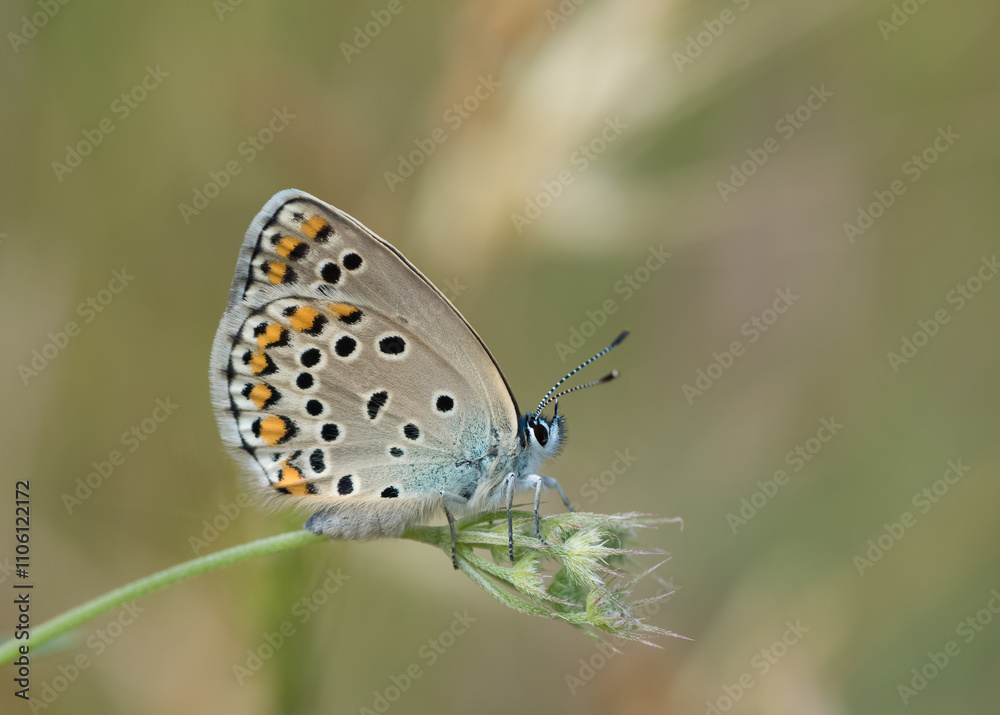 butterflies in wildlife and what we see through the lens butterflies in wildlife and what we see through the lens