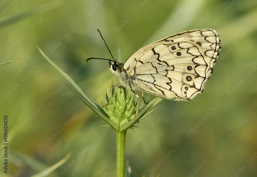 Obraz premium flowers and butterfly in natural life