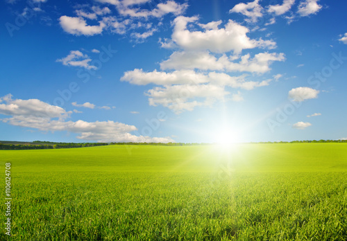 Green wheat field and sunrise.