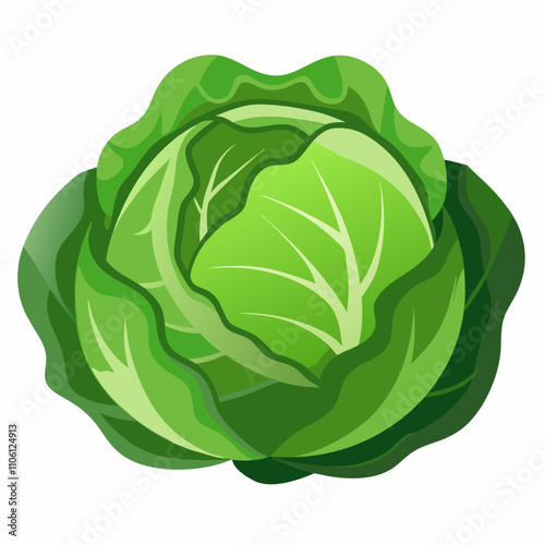 cabbage isolated on white