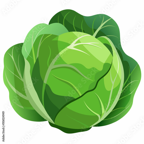 cabbage isolated on white background