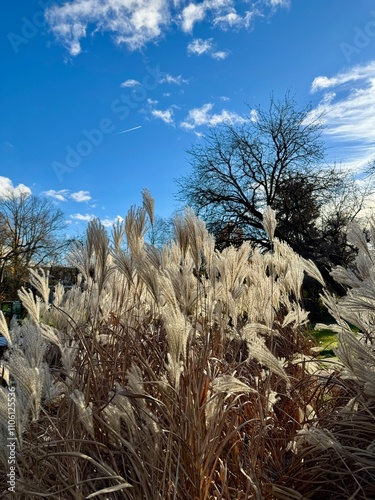 plants in the park