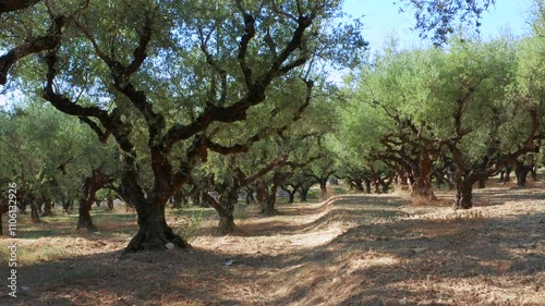 Olive trees plantation for production of olive oil in low angle gliding drone gimbal view