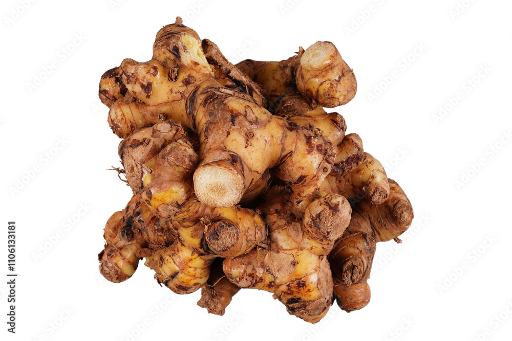 Close up of galangal root isolated transparent Close up of galangal root isolated transparent