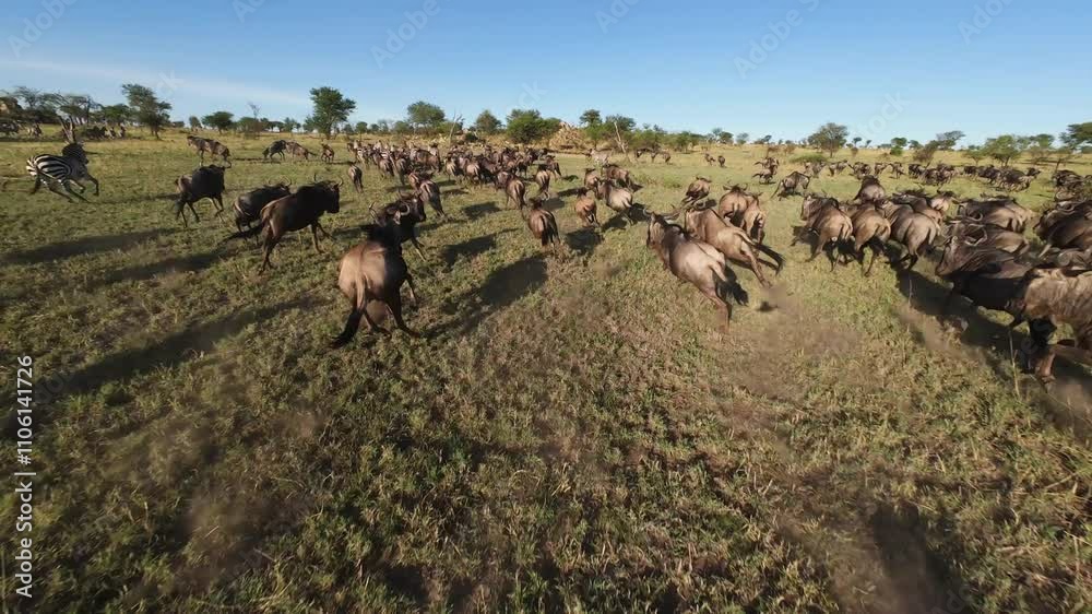 Dynamic fpv drone shot of running herd of Cape buffalo and zebras following rain season 
