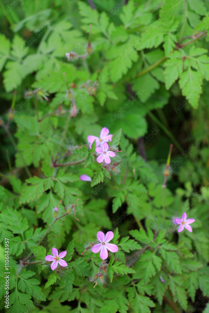 Robert's geranium (Geranium robertianum) grows in nature Robert's geranium (Geranium robertianum) grows in nature