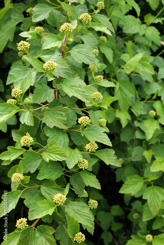 The ornamental shrub Physocarpus opulifolius grows in nature photo