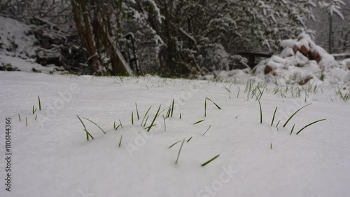 fresh snow deposited on the grass during a heavy snowfall