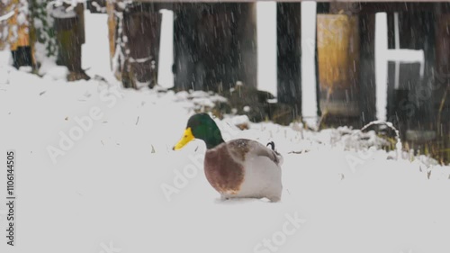 ducks on the banks of a frozen lake during a snowfall