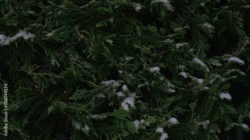 pine hedge covered with fresh snow during a heavy snowfall