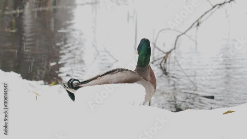 ducks on the banks of a frozen lake during a snowfall