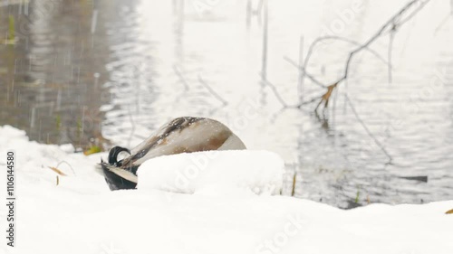 ducks on the banks of a frozen lake during a snowfall