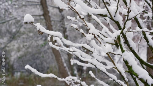 snow-covered trees in the foreground and falling snow in the background