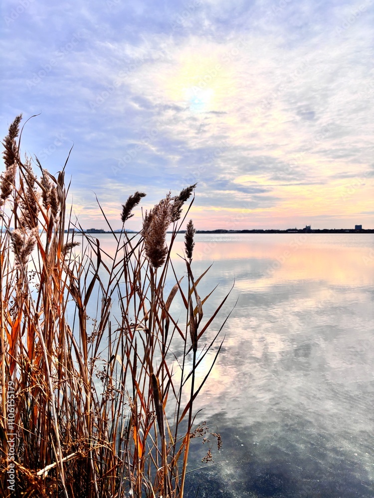 Obraz premium reeds in the wind near the lake