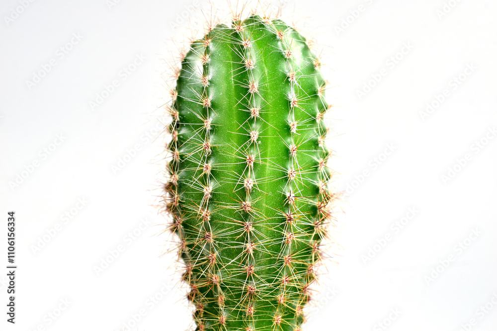 Indoor plant cactus with thorns on a white background. Indoor plant cactus with thorns on a white background.