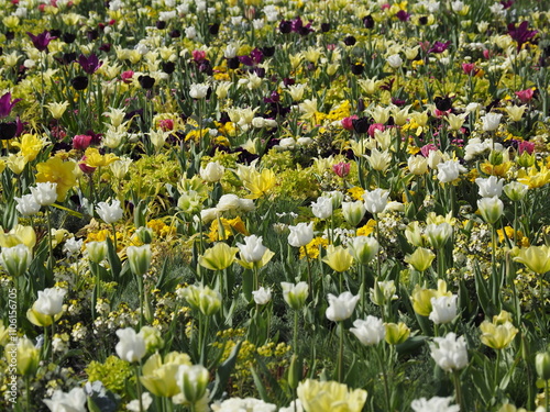 Wunderschönes Blumenbeet