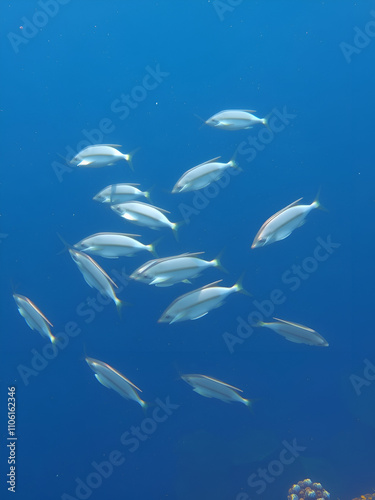 In the coastal waters, a school of Sarpa salpa swims gracefully, their shimmering bodies weaving through the photo