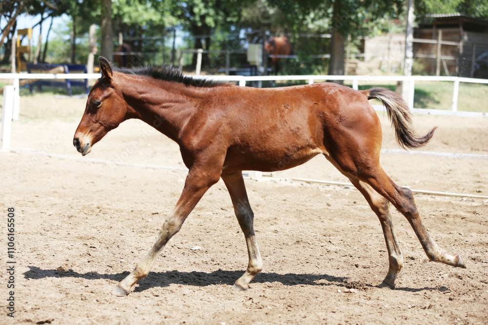 Few days old foal showing his skills on rural animal farm summertime. Very young horse live on beautiful environment Few days old foal showing his skills on rural animal farm summertime. Very young horse live on beautiful environment