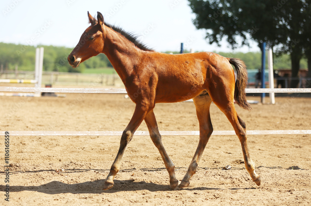 Few days old foal showing his skills on rural animal farm summertime. Very young horse live on beautiful environment Few days old foal showing his skills on rural animal farm summertime. Very young horse live on beautiful environment