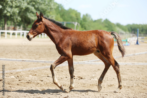 Few days old foal showing his skills on rural animal farm summertime. Very young horse live on beautiful environment