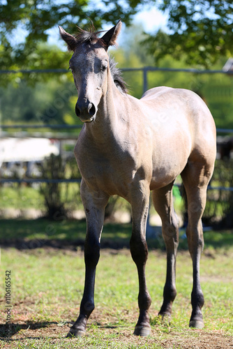 Few days old foal showing his skills on rural animal farm summertime. Very young horse live on beautiful environment