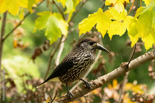 Tannhaeher bird or Nucifraga Caryocatactes in a forest in Arosa in Switzerland photo