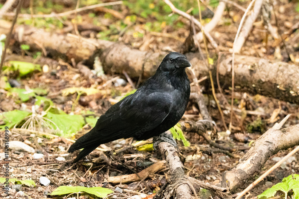 Black raven is sitting on the ground in a forest in Arosa in Switzerland Black raven is sitting on the ground in a forest in Arosa in Switzerland