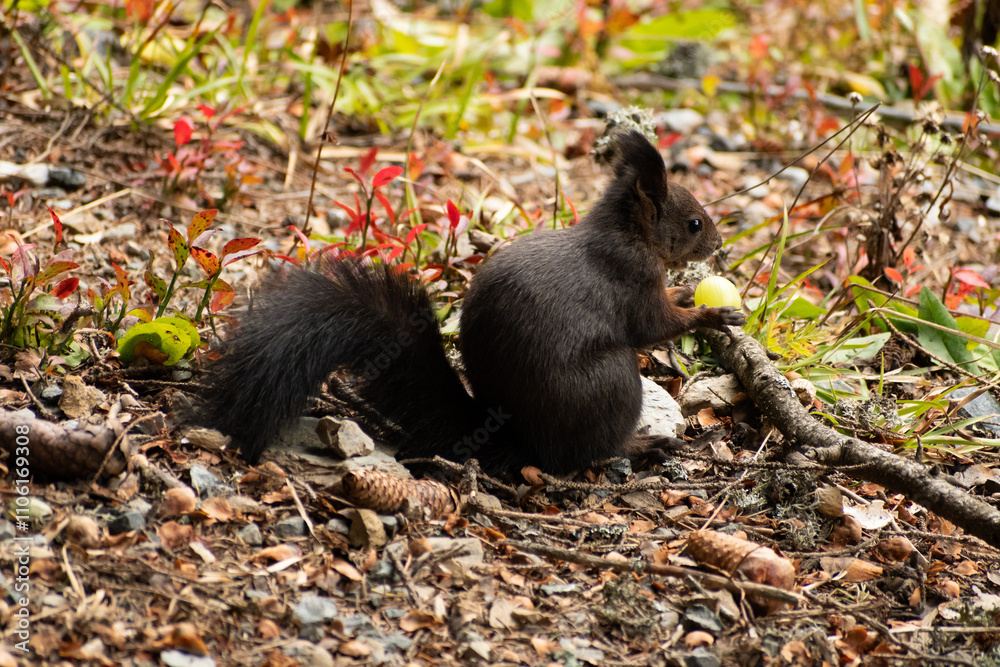 Squirrel is searching for food in a forest in Arosa in Switzerland Squirrel is searching for food in a forest in Arosa in Switzerland