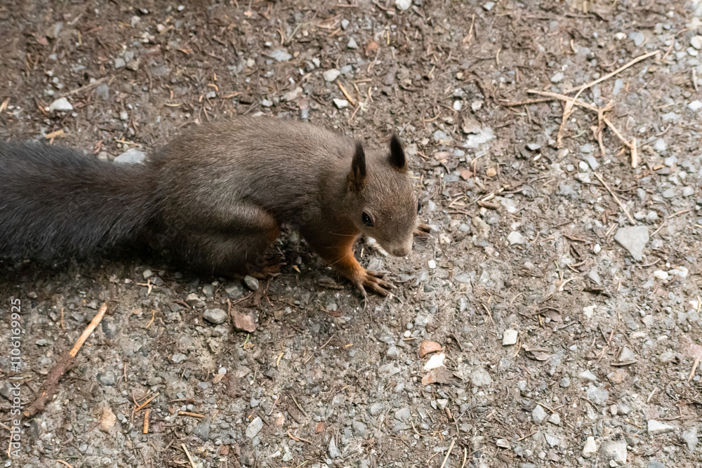 Squirrel is searching for food in a forest in Arosa in Switzerland Squirrel is searching for food in a forest in Arosa in Switzerland