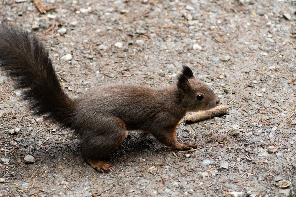 Squirrel is searching for food in a forest in Arosa in Switzerland Squirrel is searching for food in a forest in Arosa in Switzerland