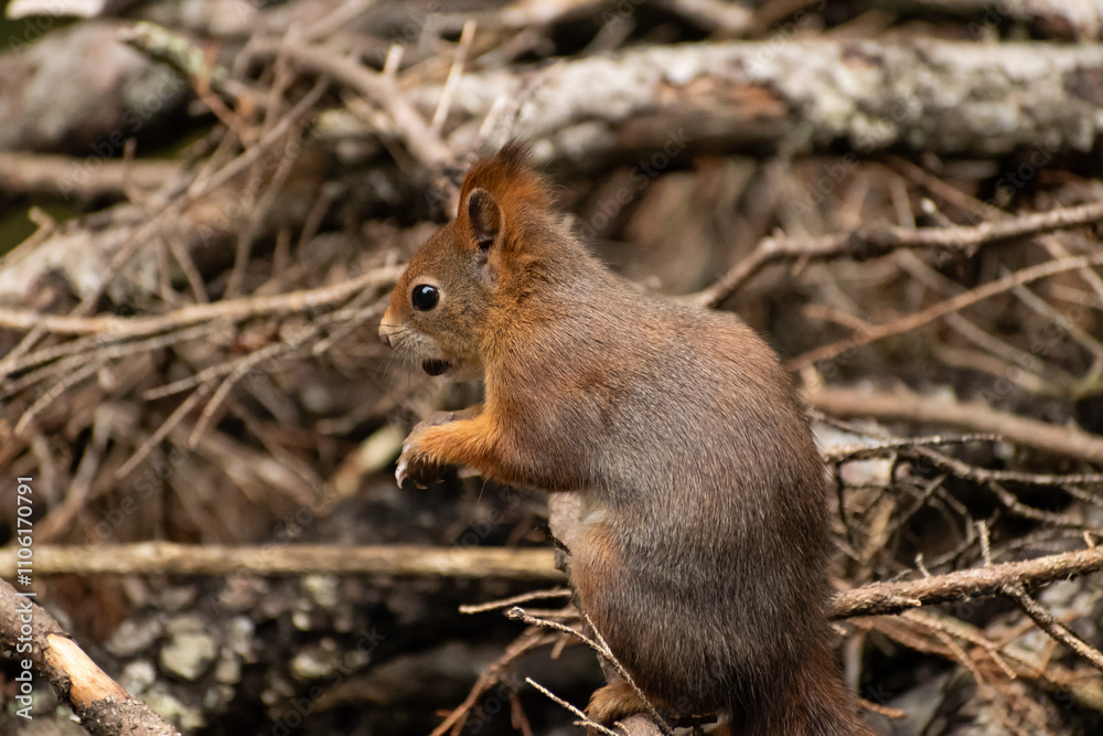 Squirrel is searching for food in a forest in Arosa in Switzerland Squirrel is searching for food in a forest in Arosa in Switzerland